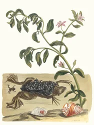 Waterkers. Uit het boek Metamorphosis insectorum Surinamensium, 1705