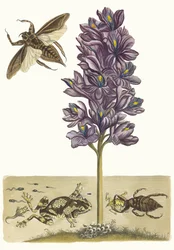 Eichhornia crassipes. Uit het boek Metamorphosis insectorum Surinamensium