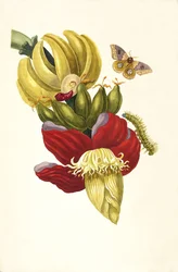 Uit het Boek Metamorphosis insectorum Surinamensium, 1705