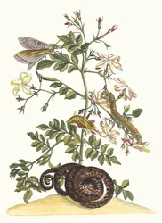 Jasminum grandiflorum. Uit het Boek Metamorphosis insectorum Surinamensium, 1705