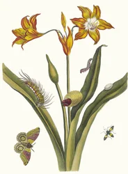 Lis Rouge. Uit het Boek Metamorphosis insectorum Surinamensium, 1705