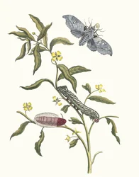 Ludwigia octovalvis. Uit het Boek Metamorphosis insectorum Surinamensium, 1705