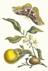 Oranger. Uit het Boek Metamorphosis insectorum Surinamensium