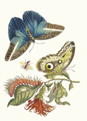 Pachystachys coccinea. Uit het Boek Metamorphosis insectorum Surinamensium