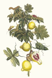 Pomme de Sodome. Uit het boek Metamorphosis insectorum Surinamensium