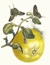 Pompelmous. Uit het boek Metamorphosis insectorum Surinamensium, 1705