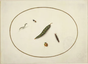 Rupsen en insecten, in een horizontaal ovaal, omrand met een gouden lijn, fijn uitgevoerd als een miniatuur