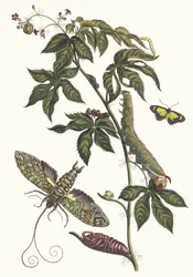 Ricinus d