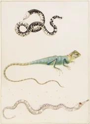 Zuid-Amerikaanse kleinkopwormhagedis, leguaan of Oost-Indische boomhagedis en zeenaald