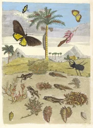 Hertkever, Amfibieën en Palmbomen. Uit het Boek Metamorphosis insectorum