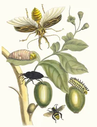Tabrouba. Uit het boek Metamorphosis insectorum Surinamensium