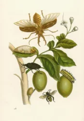 Tabroubabaum, Kevers ... / M.S.Merian