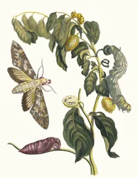Zursak. Uit het boek Metamorphosis insectorum Surinamensium, 1705