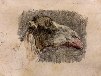 Kameelkop, circa 1865 (grafietpotlood met aquarelaccenten op papier)