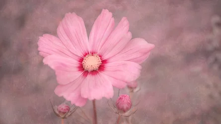 Zachtroze cosmos