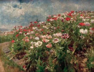 Bloeiende papaver, motief uit St. Georgen bij Melk
