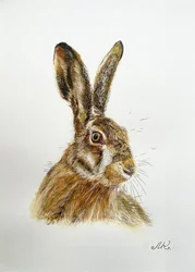Portret van een alerte haas
