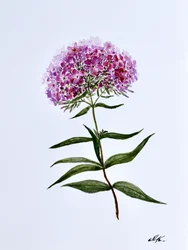 Levendige botanische bloei