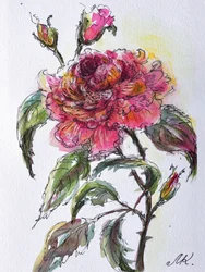 Aquarelroos in bloei