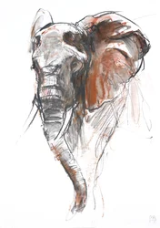 Mooie Vrouwelijke Olifant, Loisaba, 2018