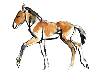 Veulen (Przewalski)