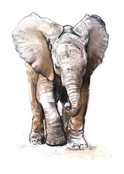 Concentratie (baby olifant), 2018