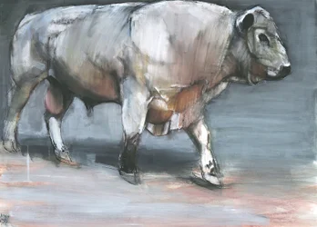 Fresno, Galloway Stier