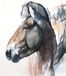 Hoofd Studie, Przewalski (detail)