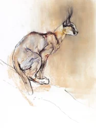 Zittende Caracal, 2009