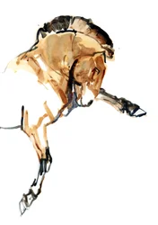 Hengst (Przewalski), 2013
