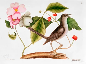 Bloemkornoelje: Cornus florida en spotlijster uit de Natuurlijke historie van Carolina (1730-48)