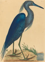 De blauwe reiger Ardea coerulea, gepubliceerd 1731-1743
