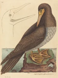 De Booby (Pelecanus Sula)