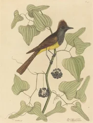 De Kuifvliegenvanger Muscicapa cristata, gepubliceerd 1754