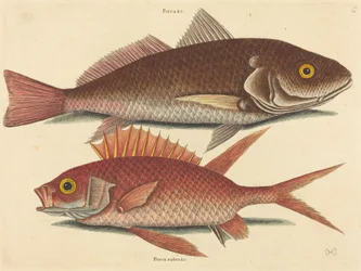De Croker (Perca undulata)