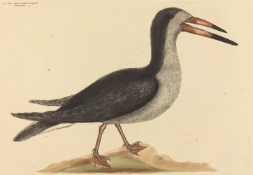 De Cutwater Rhynchops nigra, gepubliceerd 1731-1743