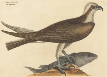 De Visarend Falco haliaetus, gepubliceerd 1754