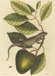 De leguaan (Lacerta Iguana)