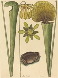 De landkikker (Rana)
