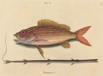 De lane-snapper Sparus synagris, gepubliceerd 1731-1743