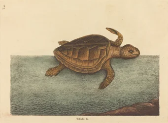 De Loggerhead Schildpad (Testudo Cavanna)
