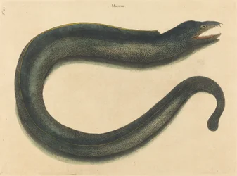 De Muray (Muraena helena)