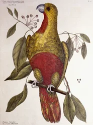 De Paradijsvogel, 1771
