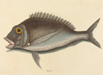 De Porgy (Sparus chrysops)