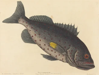 De Rotsvis (Perca venenosa)
