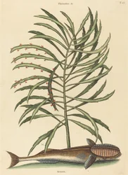 De Zuigvis (Echeneis naucratis)
