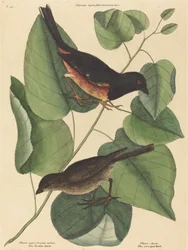 De Towhe Vogel Fringilla erythrophthalma, gepubliceerd 1754