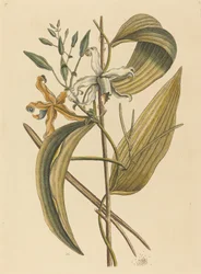 De Vanelloe Epidendrum Vanilla, gepubliceerd 1731-1743