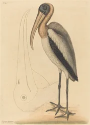De Houtpelikaan (Tantalus Loculator)