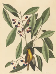 De Gele Kwikstaart (Motacilla trochilus)